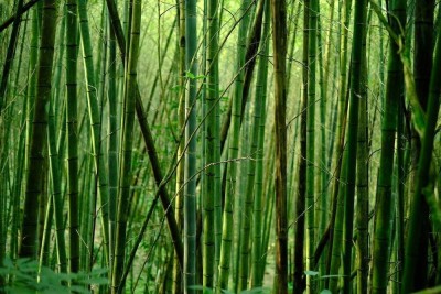 Khushi Prova Bamboo tree seeds PACK OF 67 Seed(67 per packet)