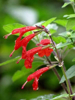 Qualtivate GBPT-9A Salvia coccinea Red Tropical Sage Seed(100 per packet)