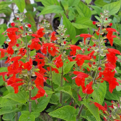 Qualtivate HYB-5A Lady-in-Red Salvia Texas Sage Seed(100 per packet)