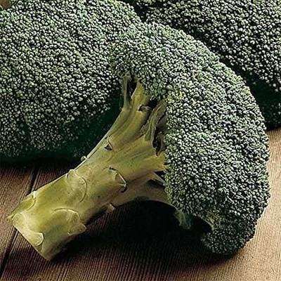 VibeX ® VXI-396 Packman Hybrid F1 Broccoli Seeds Seed(200 per packet)