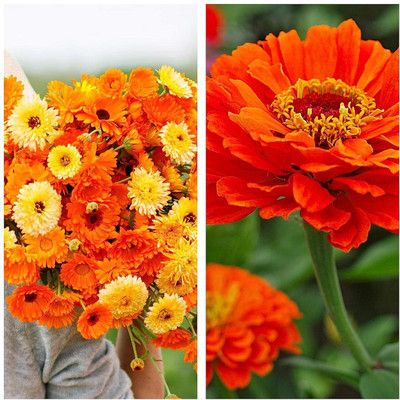 LPR MIX COMBO, FLOWER COMBOO Seed(50 per packet)
