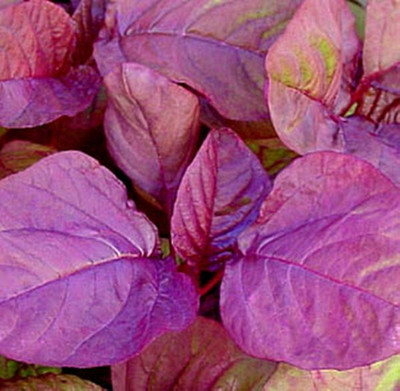 Hmr Amaranth Chinese Spinach Asia Red Vegetable Seed(500 per packet)