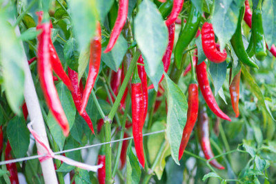 Kodali Hybrid F1 Chilli Seeds Pack Of 69 Seed(69 per packet)