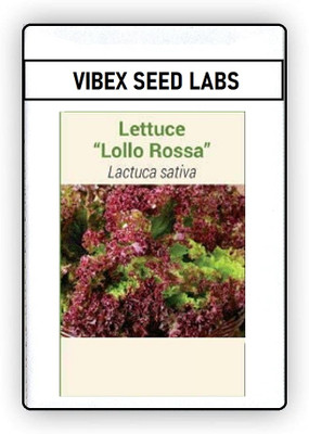 CYBEXIS F1 Hybrid Lettuce Lollo Rossa Seeds4000 Seeds Seed(4000 per packet)