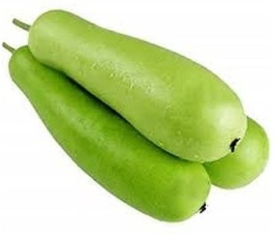 Qualtivate GBPT-4A Bottle Gourd Long Hybrid Ghiya Seed Seed(50 per packet)