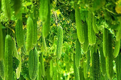 VibeX XL-97 - Organic Non-GMO Bitter Gourd - (900 Seeds) Seed(900 per packet)