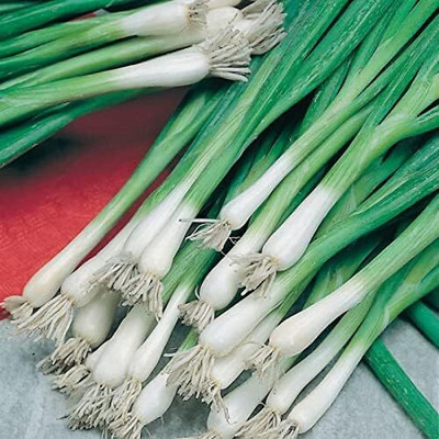 Qualtivate GXL-6AT Welsh Bunching Onion Green Seed(500 per packet)