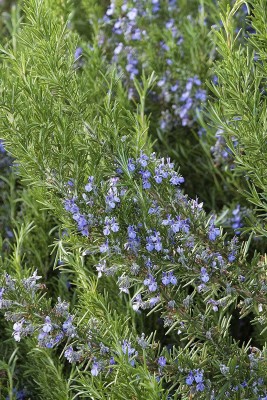 VibeX VXI-53 - Rosemary Tuscan Blue - (750 Seeds) Seed(750 per packet)