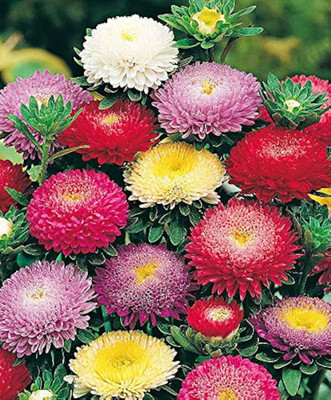 LIFELEX Aster Double Mix Flower Seed(38 per packet)