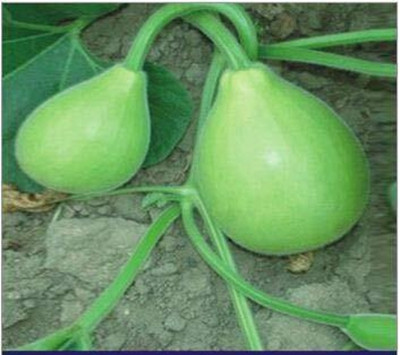 DIVINE SPONGE GOURD Seed(75 per packet)