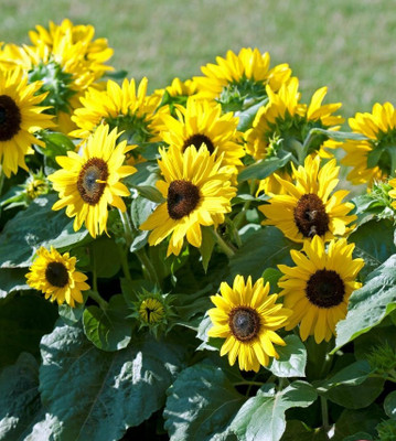 Sunway Sunflower Suntastic Yellow with Black Center Surajmukhi Seed(30 per packet)