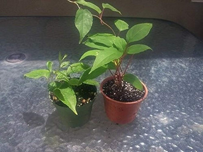 KNESSiN Actinidia Arguta Kiwi Fruit Seeds Seed(25 per packet)