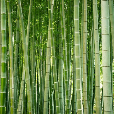 Arshiayat Hybrid bamboo seed for garden Seed(74 per packet)