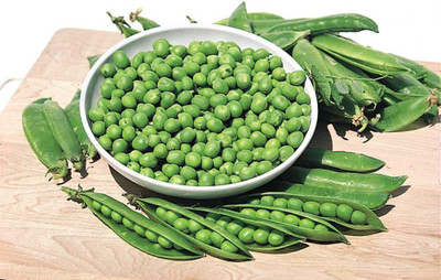 WILLVINE VXI-475 Pea Little Marvel Seed(50 per packet)