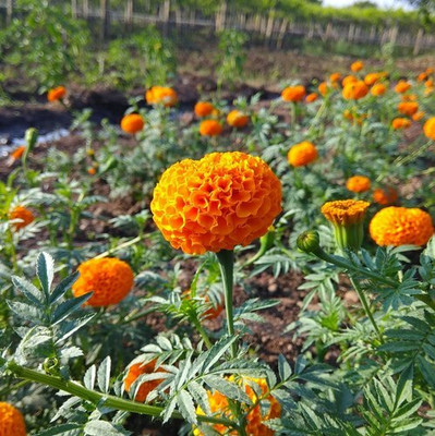 VERTISE African गेंदे का फूल / Flower Marigold/Gainda Orange Seed(100 per packet)