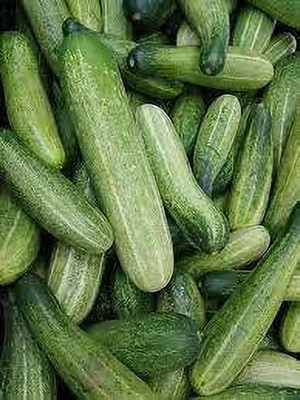 the green dotcom Cucumber, Kakdi Seed(20 per packet)