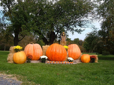 CYBEXIS Giant Pumpkin Seeds Could Grow Big400 Seeds Seed(400 per packet)