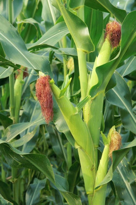 jenric Organic maize seeds, Corn seeds, Makka ka beej, Hybrid Deshi maize seeds Seed(40 per packet)