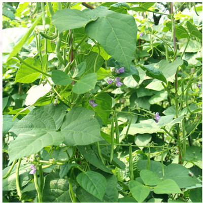 CYBEXIS Heirloom French Beans Seeds 800 Seeds Seed(800 per packet)