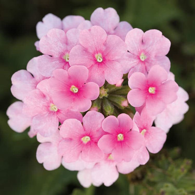 Aywal Verbena- Florist Mixed Seed(30 per packet)