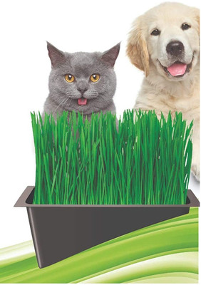 Qualtivate HUA-164 Cat Wheatgrass Seeds Seed(2000 per packet)