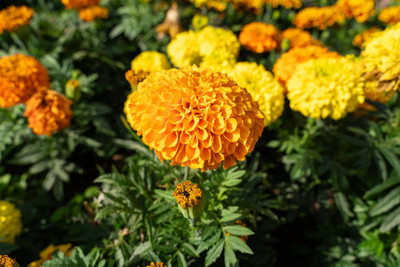 ginnienterpris marigold/gende ka phool flower seeds Seed(50 per packet)