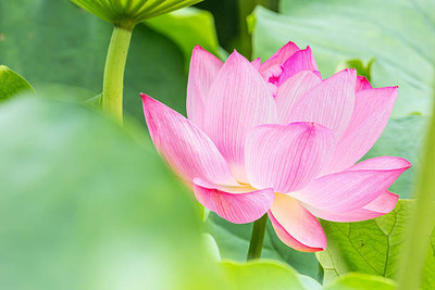 Jasoos lotus,kamal gatta Seed(10 per packet)