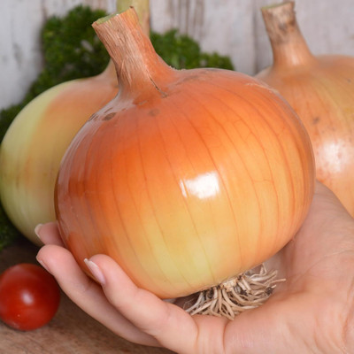 KNESSiN High Yield Yellow Sweet Spanish Onion Seeds for Home Gardening-(2400 Seeds) Seed(2400 per packet)