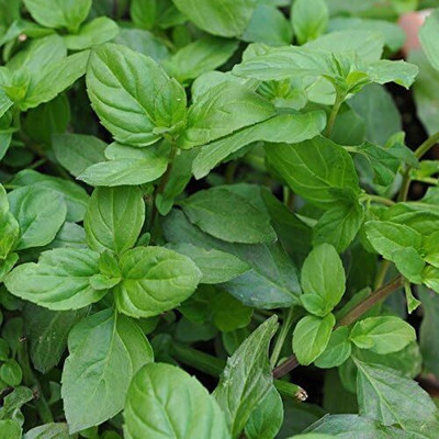 LPR PUDINA,MINT Seed(20 per packet)