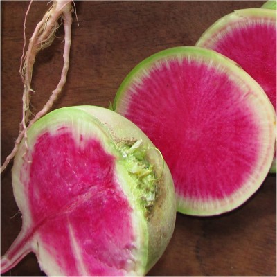 CYBEXIS GUA-15 - Watermelon Radish (Raphanus sativus) - (2250 Seeds) Seed(2250 per packet)