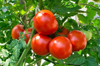 LIFELEX Hybrid F1 Cherry Tomato Seeds For Home Garden Plant Seed(32 per packet)