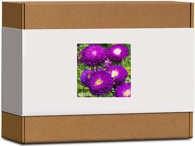 CYBEXIS Aster Flower Seeds-50 Seeds Seed(50 per packet)