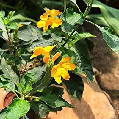 MAA Marigold Double White Seed(70 per packet)