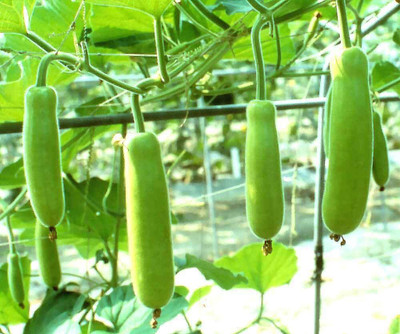 DIVINE SPONGE GOURD Seed(85 per packet)