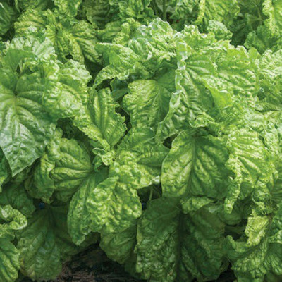 VibeX ® VMR-17 Lettuce Leaf Basil Seeds Seed(1000 per packet)