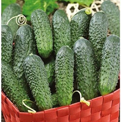 Qualtivate XXX-9A Cucumber Indoors F1 Vine Self-pollinated Seed(300 per packet)