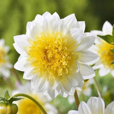 Srushtitraders Rare Beautiful Perennial Dahlia Flowers Seeds 20PCS Seed(100 per packet)