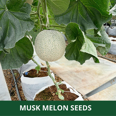 CYBEXIS VVI-21 - Hybrid Muskmelon - (1350 Seeds) Seed(1350 per packet)