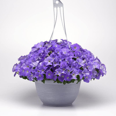 CYBEXIS Petunia Wave Blue Sky Seeds Seed(1 g)