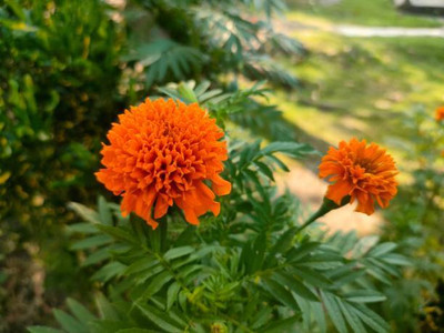 iva marigold/gende ka phool flower seeds Seed(75 per packet)
