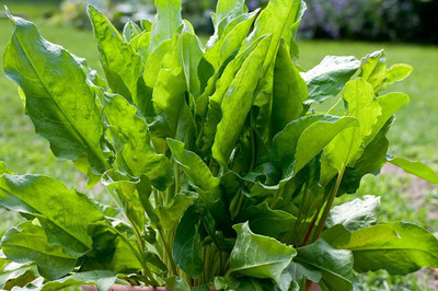 VibeX ® VLR-643 French Sorrel Spinach Dock Narrow-leaved Seed(200 per packet)