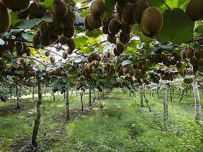 XOLDAA KIWI HYBRID F1 QUALITY FRUIT Seed(44 per packet)