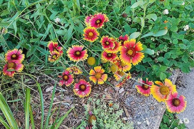 Aywal Gaillardia Mixed Colour Flower Seed(10 per packet)