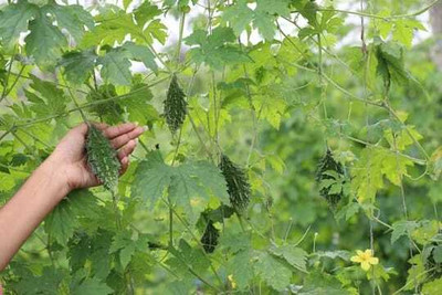 XOLDAA F1 BEST QUALITY BITTER GOURD SEEDS Seed(18 per packet)