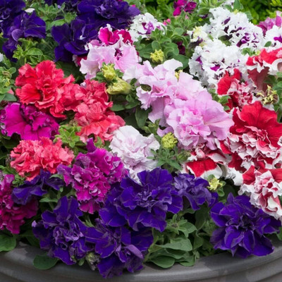 Lorvox Plumb Pudding Easy Wave Petunia Flower Seed(110 per packet)