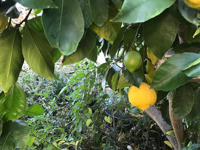 CRGO ™ XII-751 Hybrid Kagzi Lemon Dwarf Variety Seed(3 per packet)