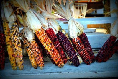 VibeX ® LXI-642 Seeds Corn Ornamental Indian Seed(500 per packet)