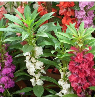 SAMS AGRO Balsam Rose Flowered Mixed Seed(80 per packet)
