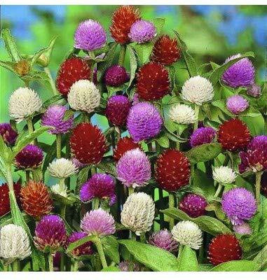 Lorvox Globe Amaranth Mix Flower Gomphrena Seed(95 per packet)