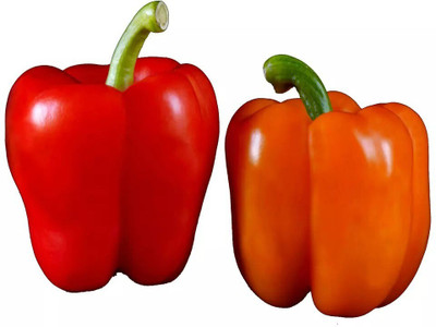 Quentova Organic Capsicum/Bell Pepper-22C-CIAR Seed(100 per packet)